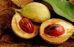 Мускатный орех молотый - калорийность, польза и вред Мускусный орех