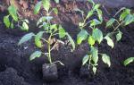 ¿Es posible plantar dos pimientos en un hoyo: las opiniones de los jardineros?