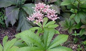 Rogersia conco-hojas de castaño: descripción, plantación y cuidado en campo abierto.