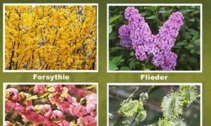 Süs çalılarının budanması Bu bitkiler örneğin aşağıdaki türleri içerir: