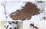 Karıncalar kışın ne yapar?