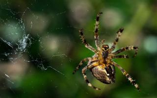 Практическая польза от паутины Какие еще животные образуют паутину