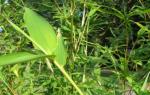 Bambú: Datos interesantes Inicio Plantas Bambú