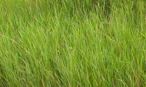 Halk hekimliğinde buğday çimi