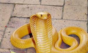 Sarı yılan.  Rüya yorumu - Kağıt uçurtma.  Tayland'ın çukur yılanları