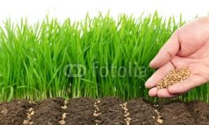 Как улучшить структуру почвы и повысить её плодородие Как улучшить плодородие почвы