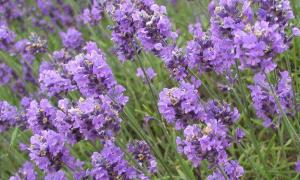 Hermosas plantas con flores violetas y lilas.