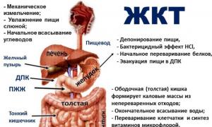 Enfermedades del tracto gastrointestinal: síntomas de diversas patologías de partes del sistema digestivo humano Conducto gastrointestinal