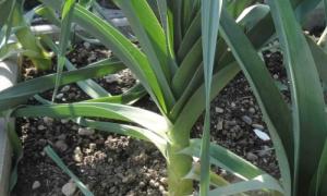 Fideler ve açık toprağa pırasa ekimi: yetiştirme şartları ve kuralları