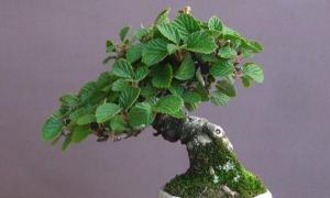 Hurda malzemelerden kendi ellerinizle olağandışı bonsai Evde bonsai nasıl yetiştirilir: dağıtım