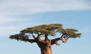 Gizemli baobab ağacı - mucize Yapraklar ve sürgünler