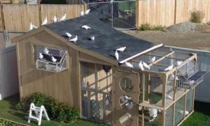 Güvercinlik inşa etmek: ipuçları ve püf noktaları Güvercinler için güvercinlikler