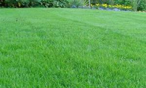 Сонник: к чему снится зеленая трава