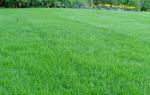 Сонник: к чему снится зеленая трава
