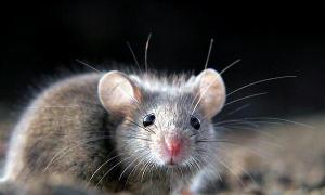 Rüyadaki fareler bir komplonun işaretidir