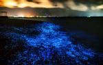 Luz nocturna del mar (sobre las causas del resplandor del Mar Negro)